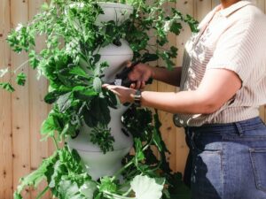 Services d'arbres et de jardinage